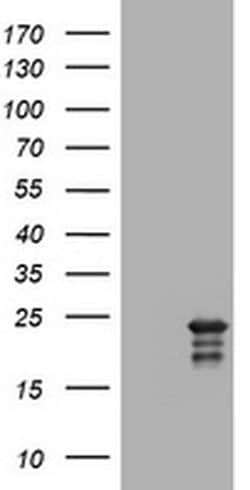 VSNL1 Monoclonal Antibody (OTI2H3), TrueMAB , OriGene:Antibodies:Primary