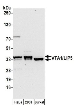 VTA1/LIP5 Rabbit anti-Human, Polyclonal, Bethyl Laboratories 100 &mu;L;
