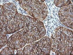 VTI1A Mouse anti-Canine, Human, Mouse, Rat, Clone: OTI1F4, liquid, TrueMAB