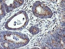 VTI1A Mouse anti-Canine, Human, Mouse, Rat, Clone: OTI1F4, liquid, TrueMAB
