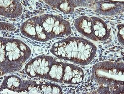 VTI1A Mouse anti-Canine, Human, Mouse, Rat, Clone: OTI1F4, liquid, TrueMAB