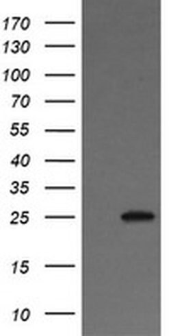 VTI1A Mouse anti-Canine, Human, Mouse, Rat, Clone: OTI1F4, liquid, TrueMAB