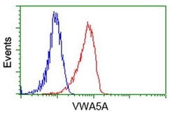VWA5A Monoclonal Antibody (OTI3D6), TrueMAB , OriGene 100 &mu;L; Unconjugated:Antibodies,
