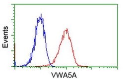 VWA5A Monoclonal Antibody (OTI3D6), TrueMAB , OriGene 100 &mu;L; Unconjugated:Antibodies,