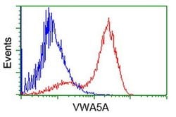 VWA5A Monoclonal Antibody (OTI3B2), TrueMAB , OriGene 100 &mu;L; Unconjugated:Antibodies,
