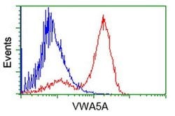 VWA5A Monoclonal Antibody (OTI2C6), TrueMAB , OriGene 100 &mu;L; Unconjugated:Antibodies,