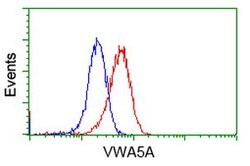 VWA5A Mouse anti-Human, Clone: OTI2B3, lyophilized, TrueMAB 100 &mu;g;