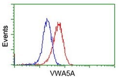 VWA5A Monoclonal Antibody (OTI2B3), TrueMAB , OriGene 100 &mu;L; Unconjugated:Antibodies,