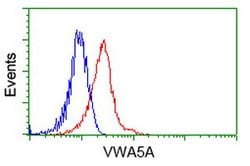 VWA5A Mouse anti-Human, Clone: OTI3B4, lyophilized, TrueMAB 100 &mu;g | Buy Online | Origene Technologies | Fisher Scientific