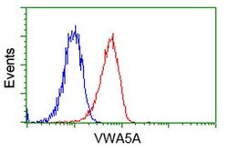 VWA5A Mouse anti-Human, Clone: OTI3B4, lyophilized, TrueMAB 100 &mu;g | Buy Online | Origene Technologies | Fisher Scientific