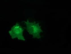 VWA5A Monoclonal Antibody (OTI3E10), TrueMAB , OriGene:Antibodies:Primary