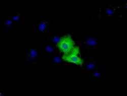 VWA5A Monoclonal Antibody (OTI3E3), TrueMAB , OriGene:Antibodies:Primary