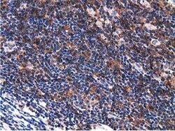VWA5A Monoclonal Antibody (OTI3D6), TrueMAB , OriGene 100 &mu;L; Unconjugated:Antibodies,