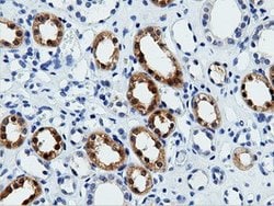 VWA5A Mouse anti-Human, Clone: OTI1E9, lyophilized, TrueMAB 100 &mu;g;