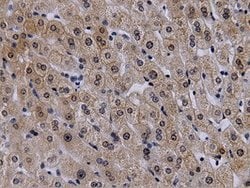 VWA5A Mouse anti-Human, Clone: OTI1E9, lyophilized, TrueMAB 100 &mu;g;