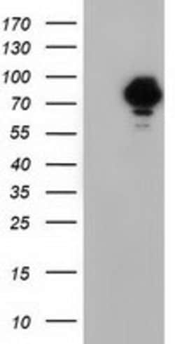 VWA5A Mouse anti-Human, Clone: OTI1E9, lyophilized, TrueMAB 100 &mu;g;