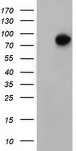 VWA5A Monoclonal Antibody (OTI3E10), TrueMAB , OriGene 30 &mu;L; Unconjugated:Antibodies,
