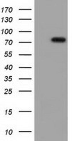 VWA5A Mouse anti-Human, Clone: OTI2C6, lyophilized, TrueMAB 100 &mu;g;