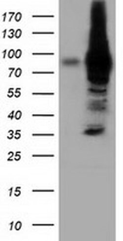 VWA5A Monoclonal Antibody (OTI2B3), TrueMAB , OriGene 100 &mu;L; Unconjugated:Antibodies,