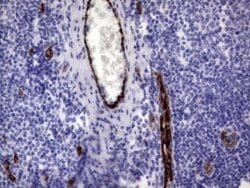 VWF Monoclonal Antibody (OTI2D10), TrueMAB , OriGene:Antibodies:Primary