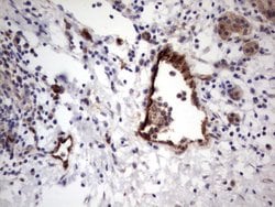 VWF Monoclonal Antibody (OTI2D11), TrueMAB , OriGene:Antibodies:Primary