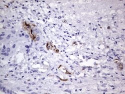 VWF Monoclonal Antibody (OTI6C7), TrueMAB , OriGene 30 &mu;L; Unconjugated:Antibodies,