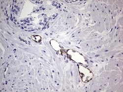 VWF Monoclonal Antibody (OTI6C7), TrueMAB , OriGene 30 &mu;L; Unconjugated:Antibodies,