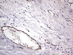VWF Monoclonal Antibody (OTI6C7), TrueMAB , OriGene 30 &mu;L; Unconjugated:Antibodies,