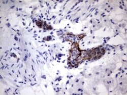 VWF Mouse anti-Human, Clone: OTI9F3, lyophilized, TrueMAB 100 &mu;g; Unconjugated:Antibodies,