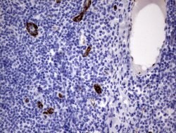 VWF Mouse anti-Human, Clone: OTI9F3, lyophilized, TrueMAB 100 &mu;g; Unconjugated:Antibodies,