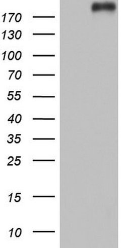 VWF Mouse anti-Human, Clone: OTI8F10, lyophilized, TrueMAB 100 &mu;g; Unconjugated:Antibodies,