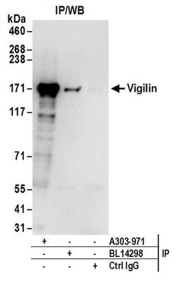 Vigilin Rabbit anti-Human, Mouse, Polyclonal, Bethyl Laboratories 100 &mu;L;
