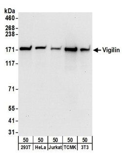 Vigilin Rabbit anti-Human, Mouse, Polyclonal, Bethyl Laboratories 100 &mu;L;