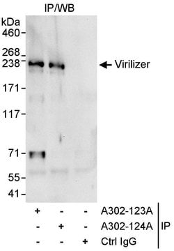 Virilizer Rabbit anti-Human, Polyclonal, Bethyl Laboratories 100 &mu;L;