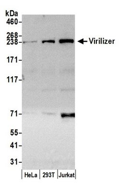 Virilizer Polyclonal Antibody, Bethyl Laboratories:Antibodies:Primary Antibodies
