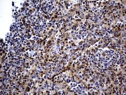 WASL Mouse anti-Human, Clone: OTI6A4, liquid, TrueMAB 100 &mu;L; Unconjugated:Antibodies,