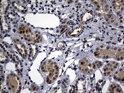 WASL Mouse anti-Human, Clone: OTI6A4, liquid, TrueMAB 100 &mu;L; Unconjugated:Antibodies,