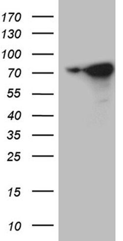 WASL Monoclonal Antibody (OTI1A10), TrueMAB , OriGene:Antibodies:Primary
