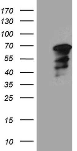 WASL Mouse anti-Human, Clone: OTI6A4, liquid, TrueMAB 100 &mu;L; Unconjugated:Antibodies,