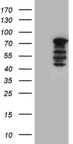 WASL Mouse anti-Human, Mouse, Clone: OTI9F2, lyophilized, TrueMAB 100 &mu;g;