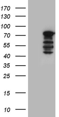 WASL Monoclonal Antibody (OTI9F2), TrueMAB , OriGene 30 &mu;L; Unconjugated:Antibodies,