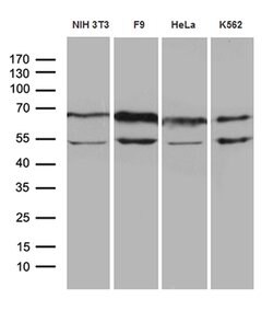 WASL Mouse anti-Human, Mouse, Clone: OTI9F2, lyophilized, TrueMAB 100 &mu;g;