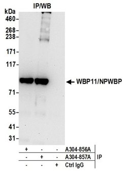 WBP11/NPWBP Rabbit anti-Human, Polyclonal, Bethyl Laboratories 100 &mu;L;