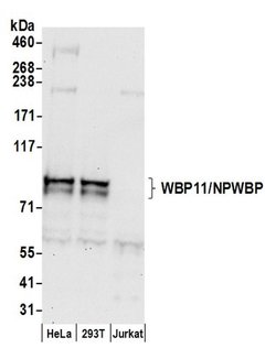WBP11/NPWBP Polyclonal Antibody, Bethyl Laboratories:Antibodies:Primary