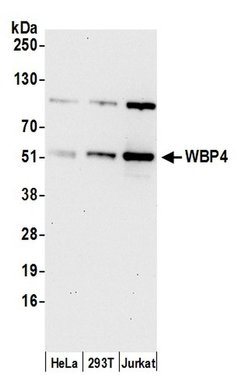 WBP4 Polyclonal Antibody, Bethyl Laboratories:Antibodies:Primary Antibodies