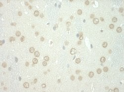 WDFY3 Rabbit anti-Human, Polyclonal, Bethyl Laboratories 100 &mu;L; Unconjugated:Antibodies,