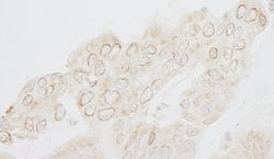 WDFY3 Polyclonal Antibody, Bethyl Laboratories 10 &mu;L; Unconjugated:Antibodies,