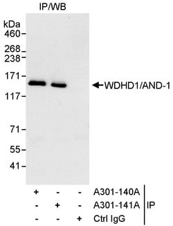 WDHD1/AND-1 Rabbit anti-Human, Polyclonal, Bethyl Laboratories 100 &mu;L;