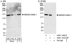 WDHD1/AND-1 Rabbit anti-Human, Polyclonal, Bethyl Laboratories 100 &mu;L;