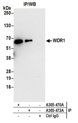 WDR1 Rabbit anti-Human, Polyclonal, Bethyl Laboratories 100 &mu;L; Unconjugated:Antibodies,